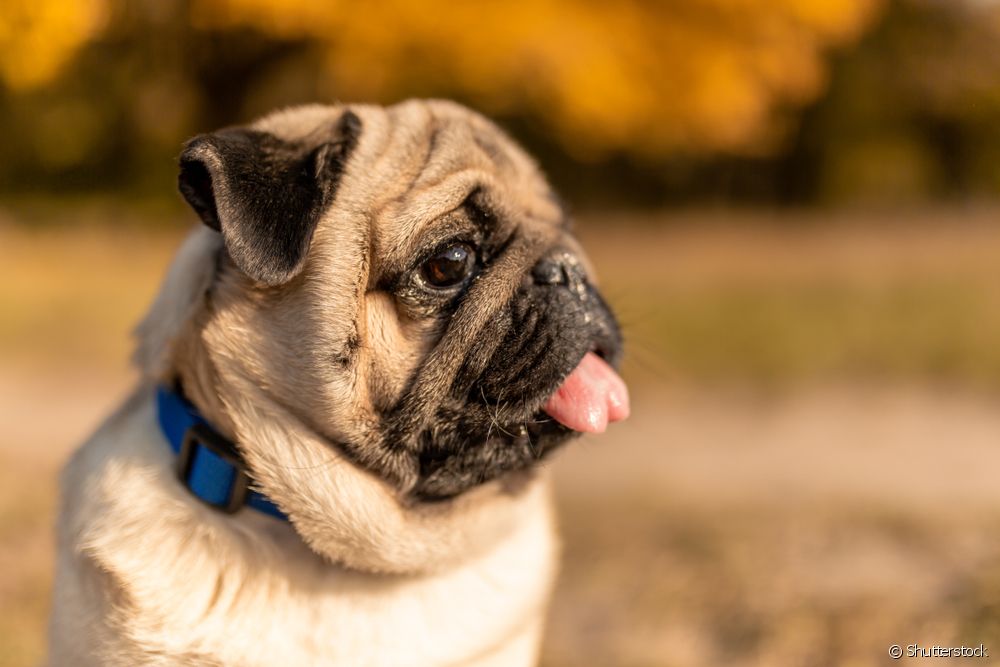  Honde-asemhaling: leer alles oor hierdie deel van die honde-anatomie, die griep by honde en sorg