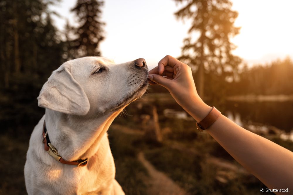  Undernärd hund: vilka är symtomen, orsakerna och vad ska man göra? Veterinären svarar på alla dina frågor