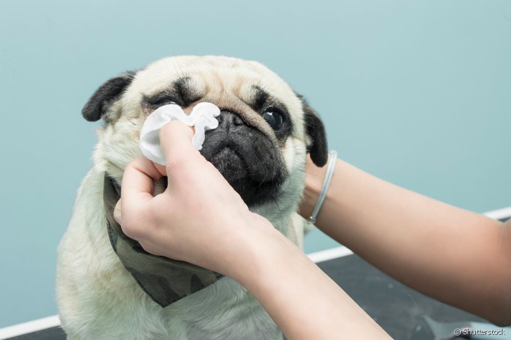  Pug의 피부염 : 피하는 방법?