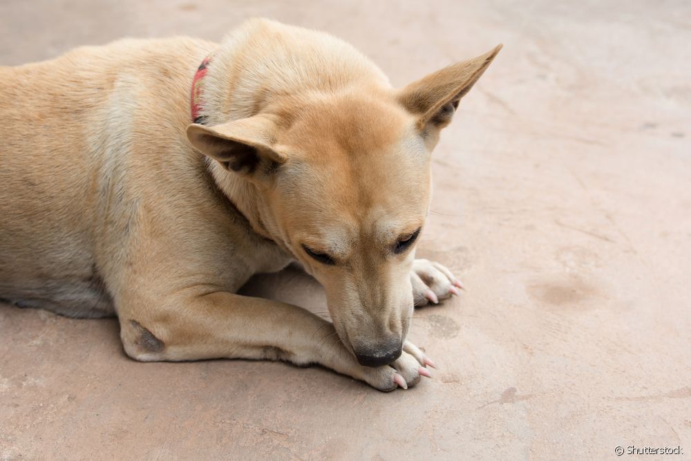  Dermatitis atopik anjing: sadayana anu anjeun kedah terang ngeunaan panyakit kulit di anjing
