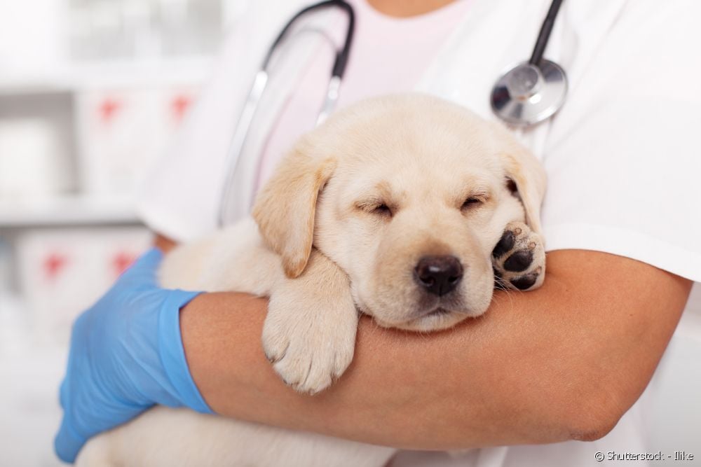  Besmettelijke hepatitis bij honden: wat het is, oorzaken, symptomen en behandeling van leveraandoeningen bij honden