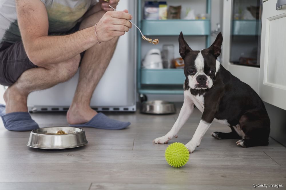  Gastrite en cans: entende como se desenvolve a enfermidade na túa mascota