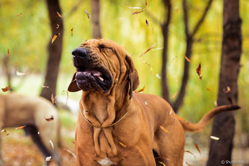  Koiran keuhkoputkentulehdus: mitä se on, syyt, hoito ja hengityselinsairauksien ehkäisy