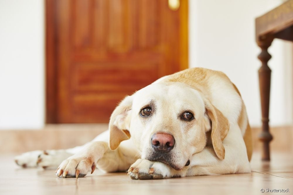  犬の白血病：白血病とは何か、症状、診断と治療