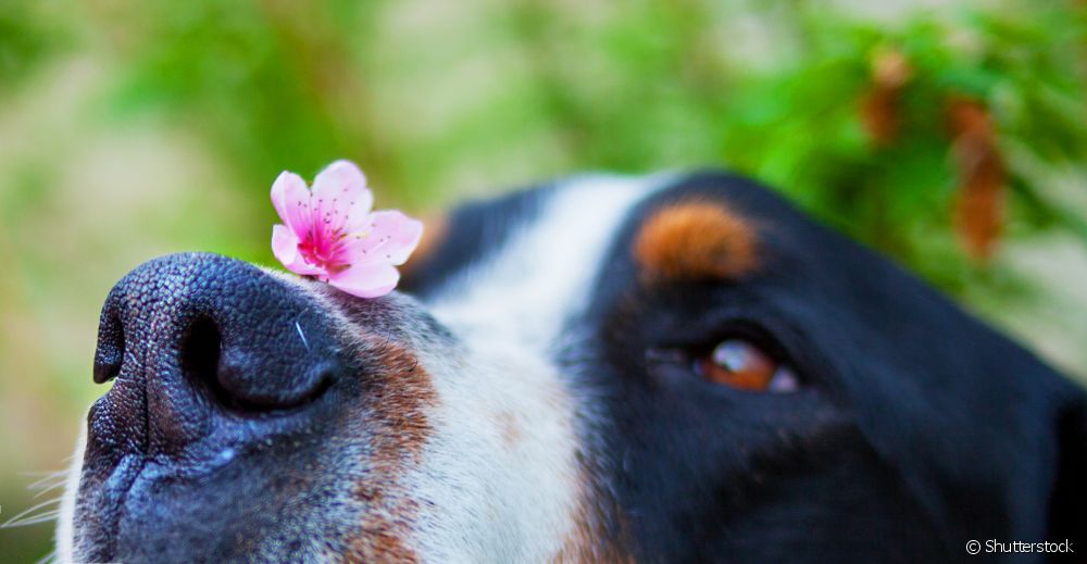  Antial·lèrgia per a gossos: és segur i eficaç l'ús del fàrmac?