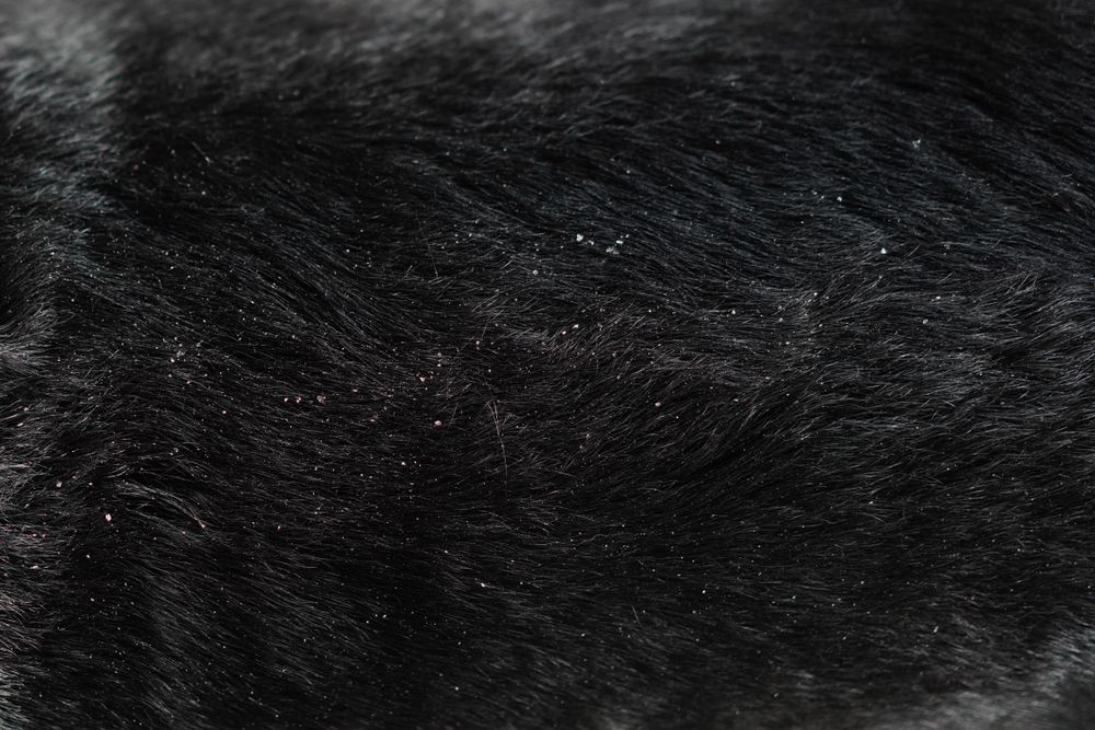  કેનાઇન સેબોરેહિક ત્વચાકોપ: કૂતરાઓની ત્વચાને અસર કરતી સમસ્યા વિશે વધુ સમજો