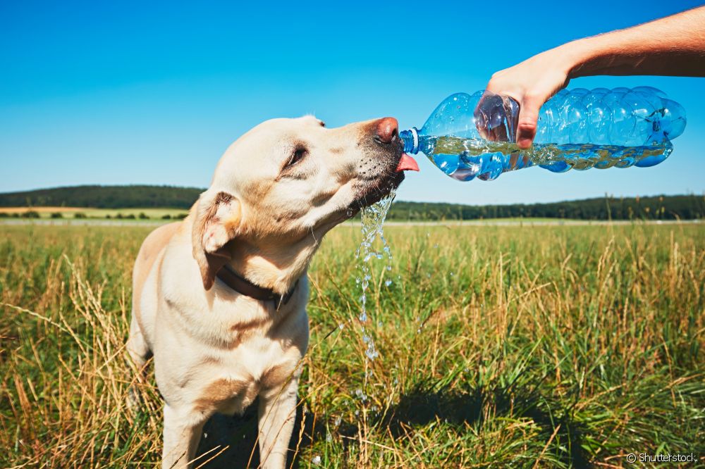  कुत्र्यांमध्ये गॅस्ट्रिक टॉर्शन: ते काय आहे आणि रोग कसा ओळखायचा ते शोधा