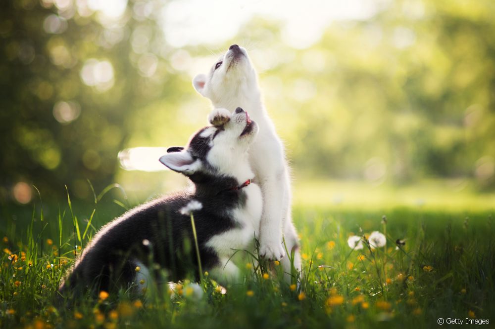  Seberapa sehatkah Siberian Husky? Apakah ras anjing ini rentan terhadap penyakit?
