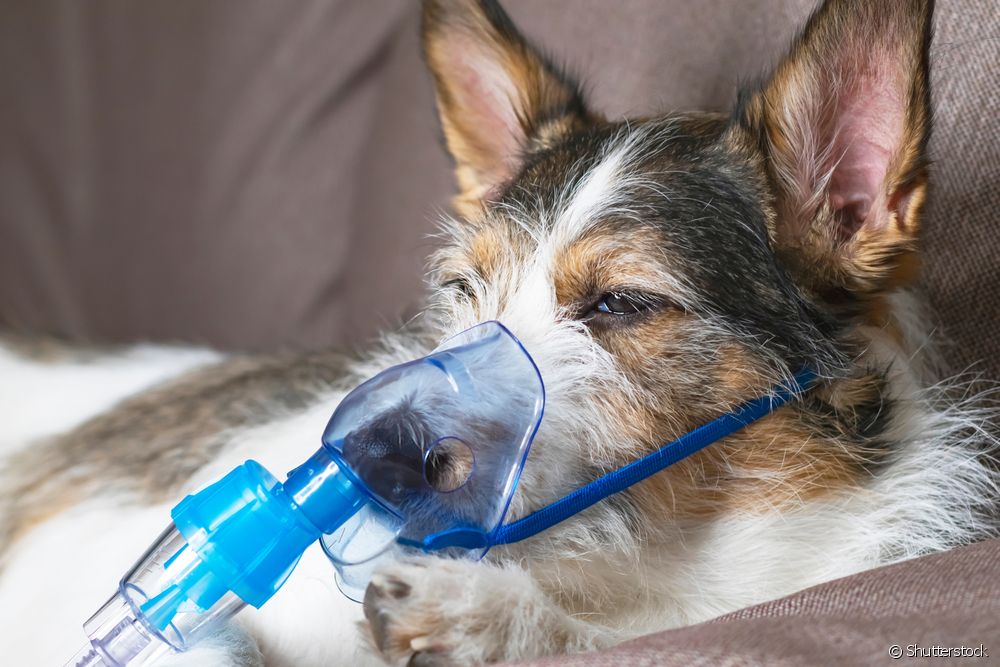  Коли кашель собаки є серйозною проблемою?