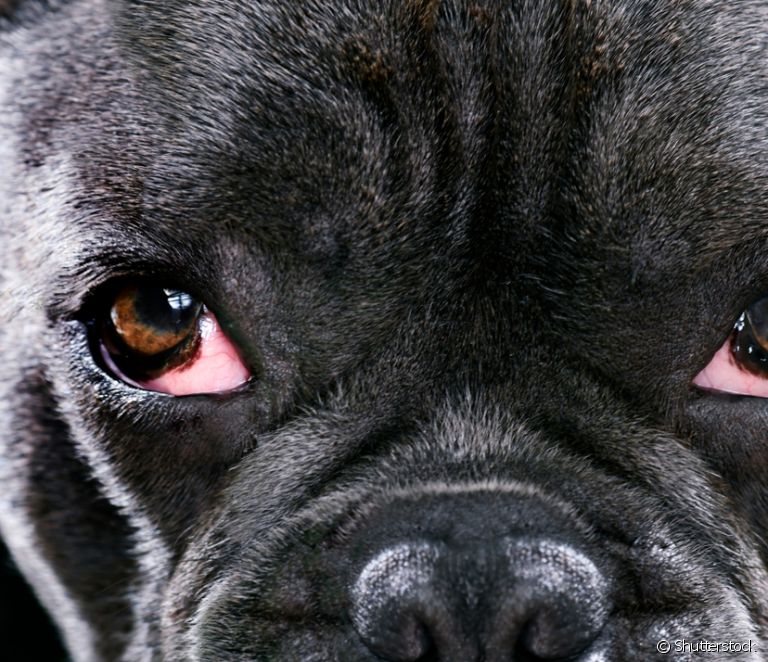  Επιπεφυκίτιδα στους σκύλους: κατανοήστε το πρόβλημα, τα πιο συνηθισμένα συμπτώματα και πώς να το αντιμετωπίσετε