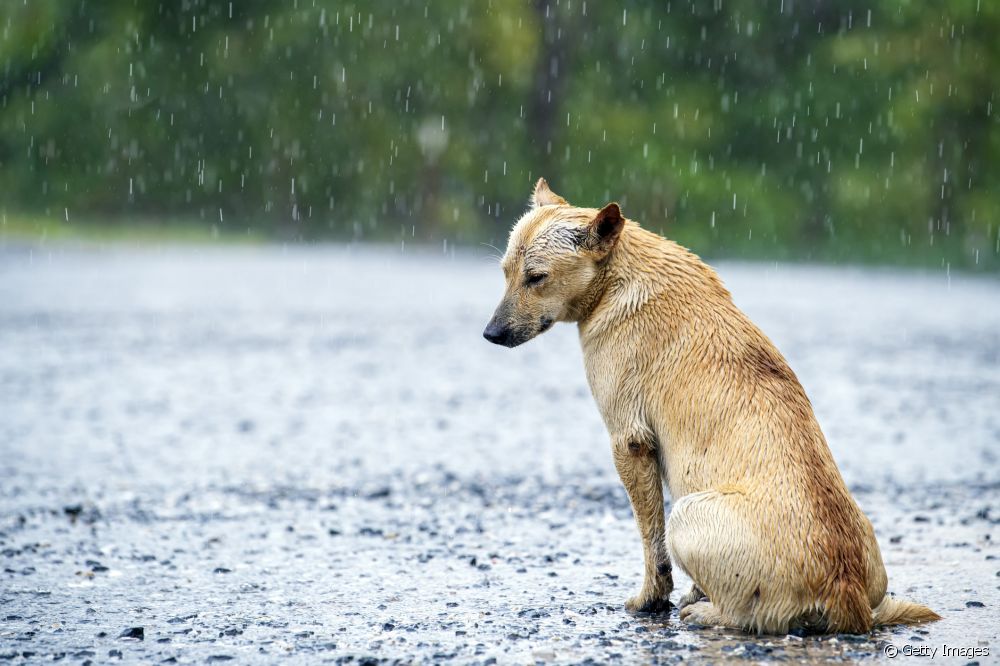  Ictericia en cans: comprender cal é o problema e os signos máis comúns