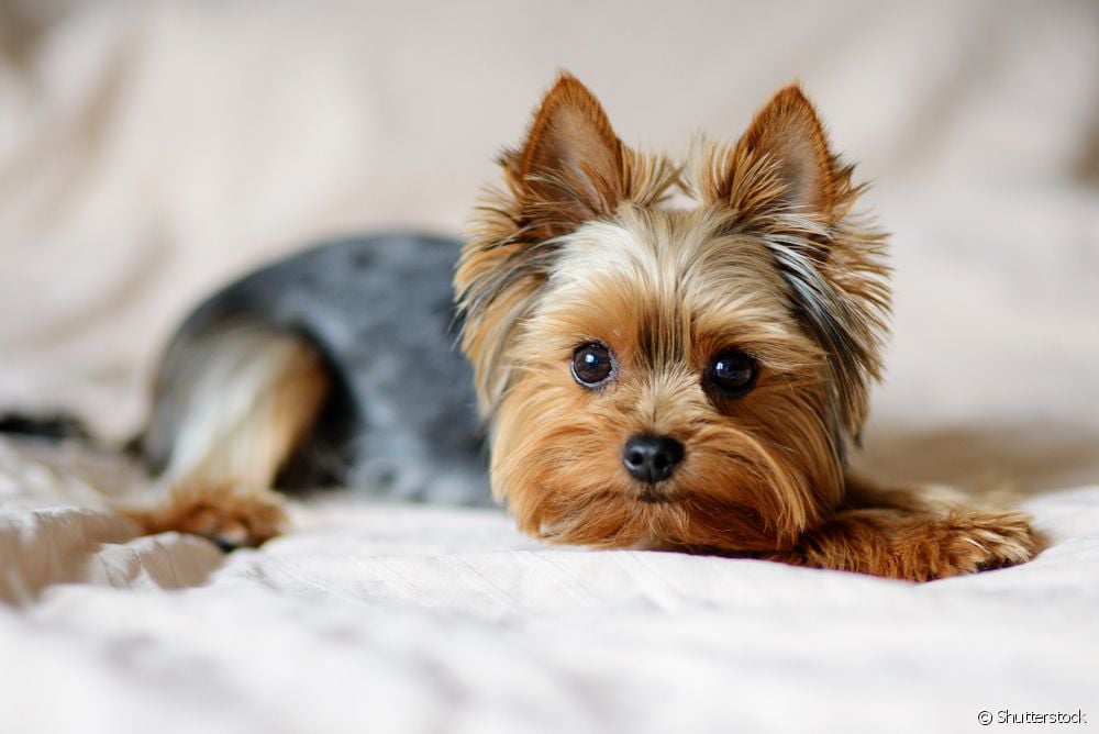  یارکشائر پورٹو سسٹمک شنٹ: چھوٹے کتوں میں جگر کی عام بیماری کو جانیں۔