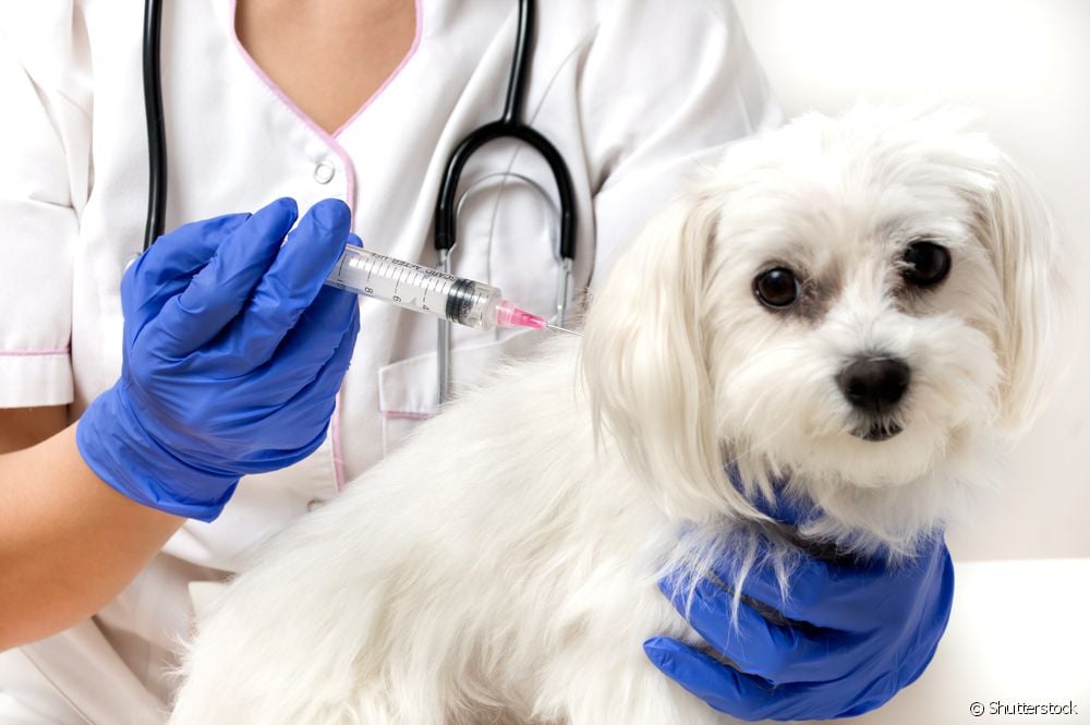  Canine Leptospirosis: 5 ສິ່ງ​ທີ່​ເຈົ້າ​ຂອງ​ທຸກ​ຄົນ​ຕ້ອງ​ລະວັງ​ໃນ​ຍາມ​ຝົນ