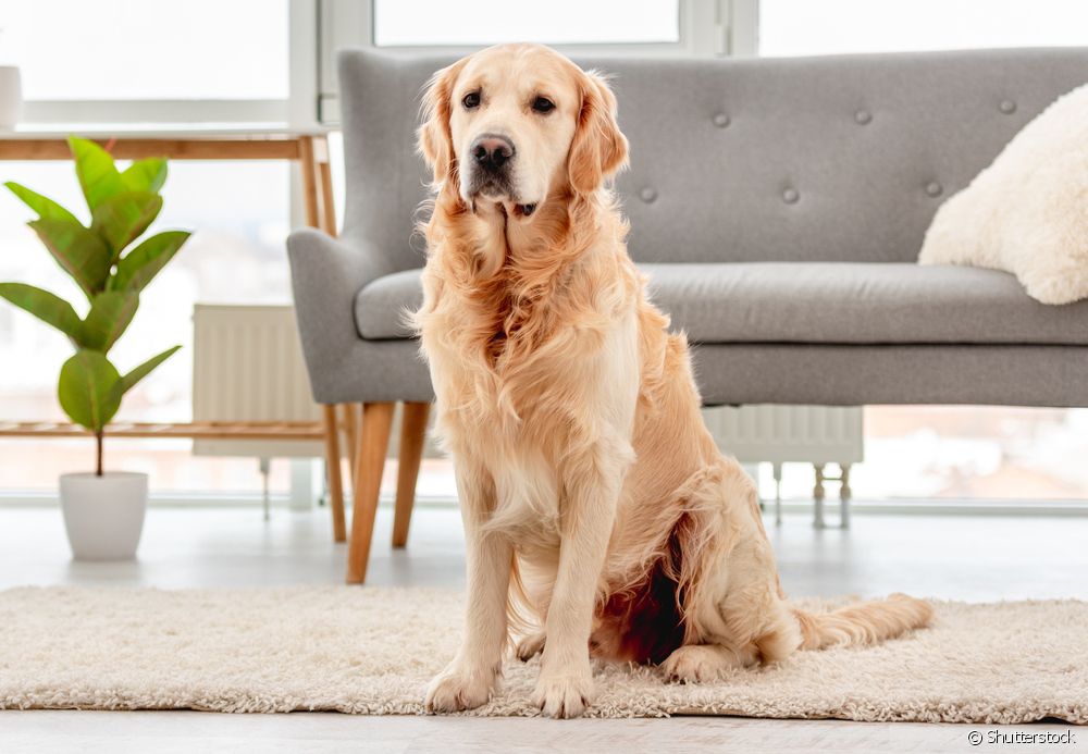  Коксофеморална дисплазия при кучетата: 10-те породи кучета, при които има най-голяма вероятност да се развие това заболяване
