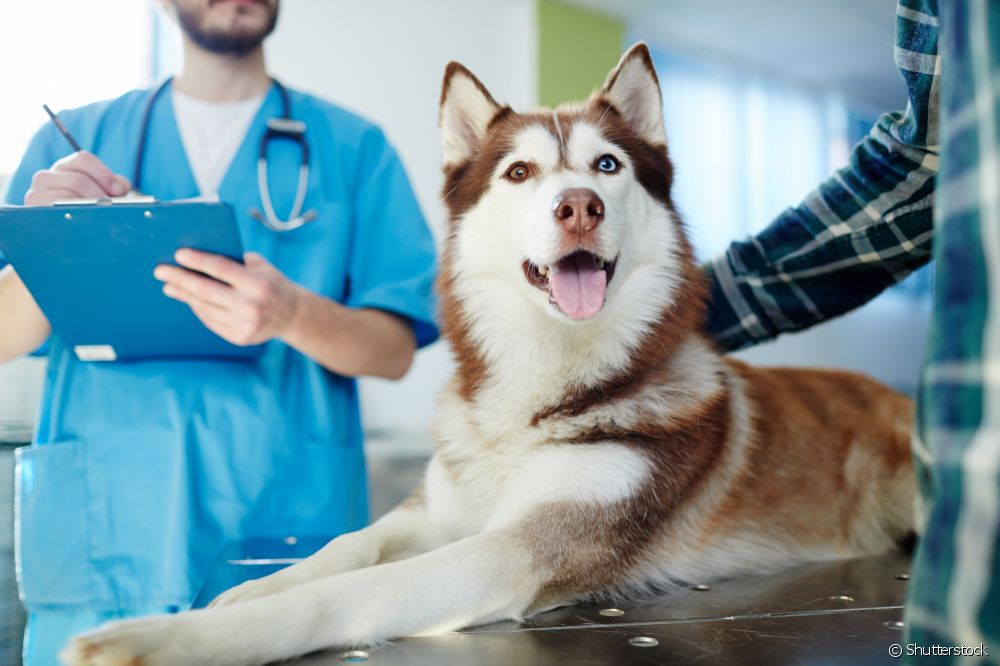  Jak probíhají krevní testy u psů? Které testy jsou při prohlídce nejdůležitější?