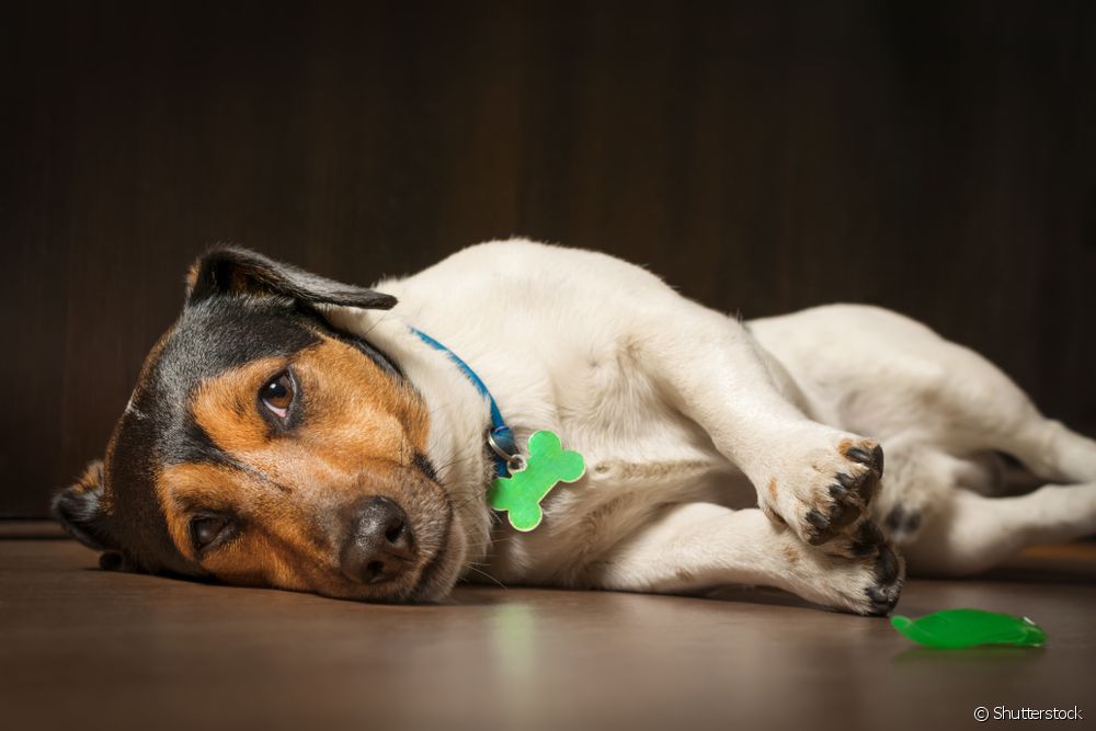  ბოტულიზმი ძაღლებში: იცოდეთ ყველაფერი დაავადების შესახებ