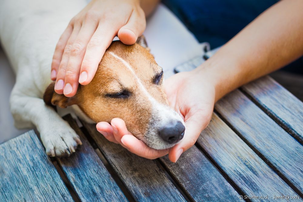  Hond met kala-azar: 5 vragen en antwoorden over viscerale leishmanione bij de hond