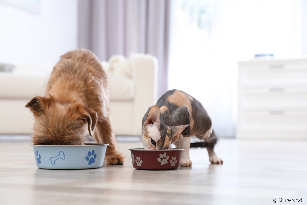  Paladar hendido en perros y gatos: ¿qué es y cómo tratarlo?