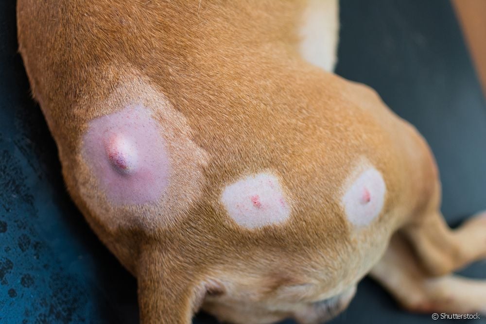  La dermatite chez le chien : ce que c'est, les types d'allergies, les causes et les traitements