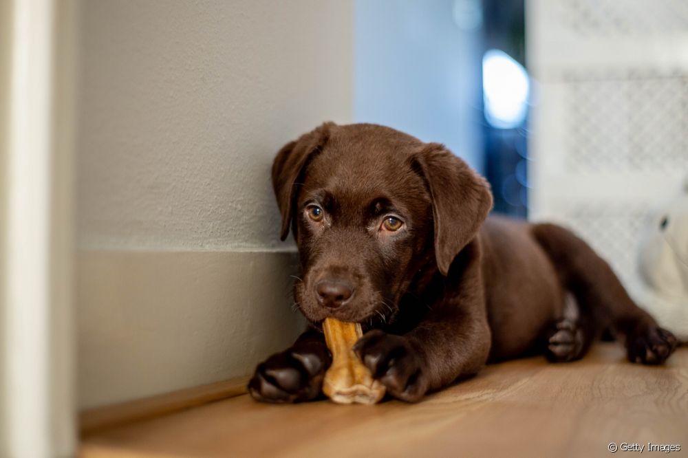  ¿Son seguros para los perros los cascos y los huesos? Los veterinarios explican todos los peligros de jugar con ellos