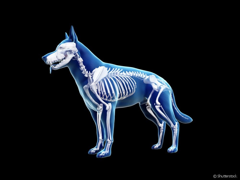  Skeletonê kûçikê: hemî li ser anatomiya pergala skeletal a canine