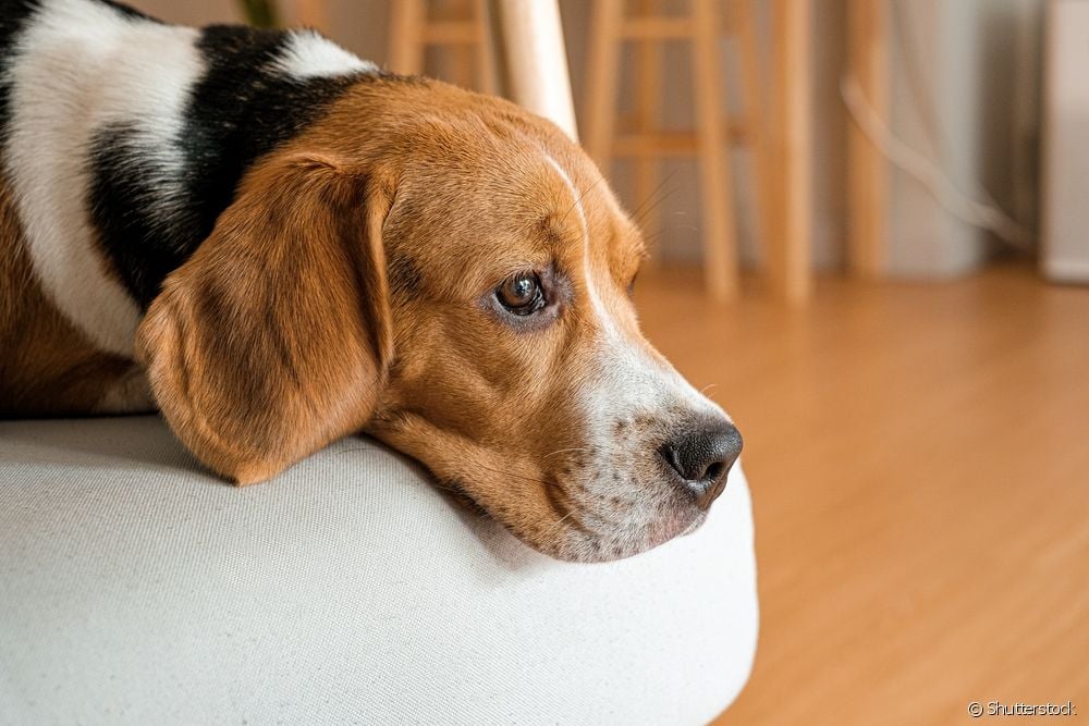  Bệnh leishmania ở chó: 6 câu hỏi và câu trả lời về bệnh zona