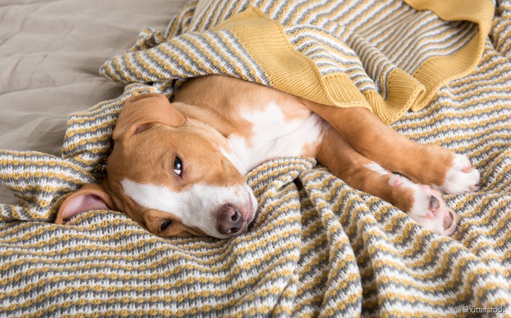  Hvad er de mest almindelige følgevirkninger af hundesyge?