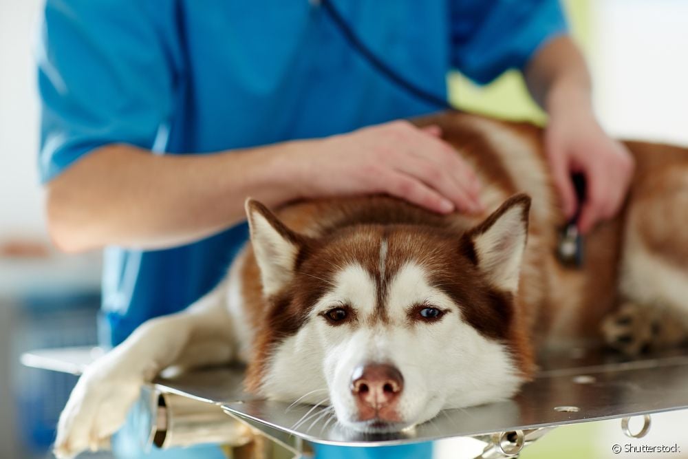  Задушаващо се куче: ветеринарният лекар ви казва какво да правите в тази ситуация