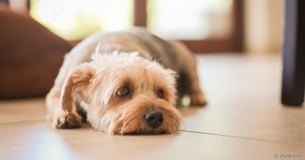  Можете ли да давате дипирон на куче? Каква е правилната доза?