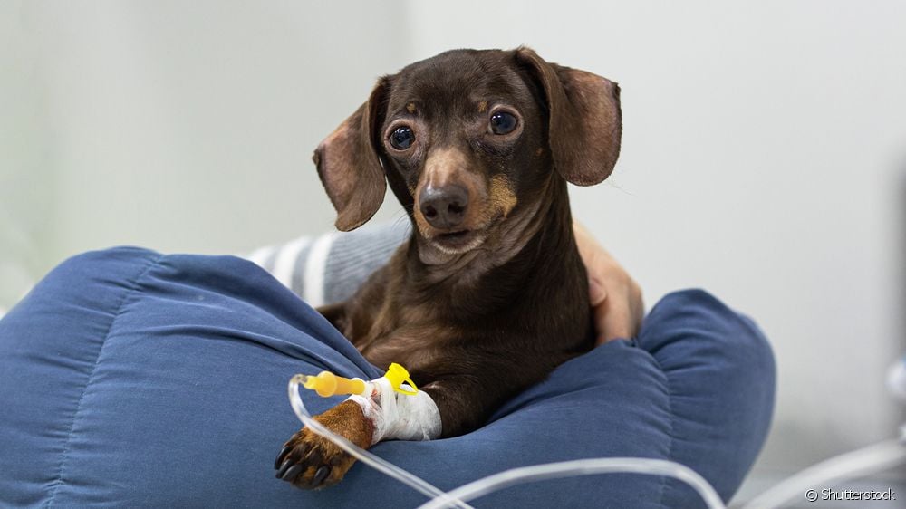  Në cilat situata rekomandohet serumi i qenve i bërë në shtëpi?