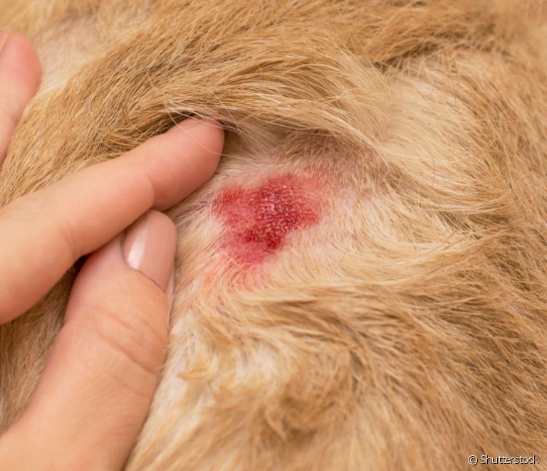 Hundesår: se de vanligste som påvirker dyrets hud og hva det kan være