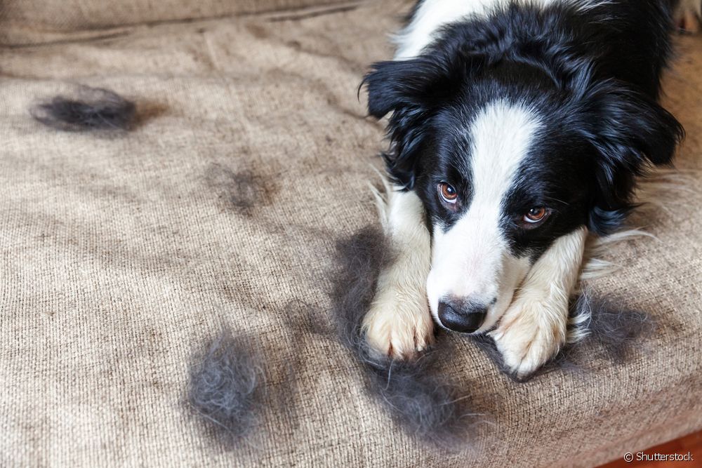  Hundallergier: se de vanligaste och hur man behandlar dem