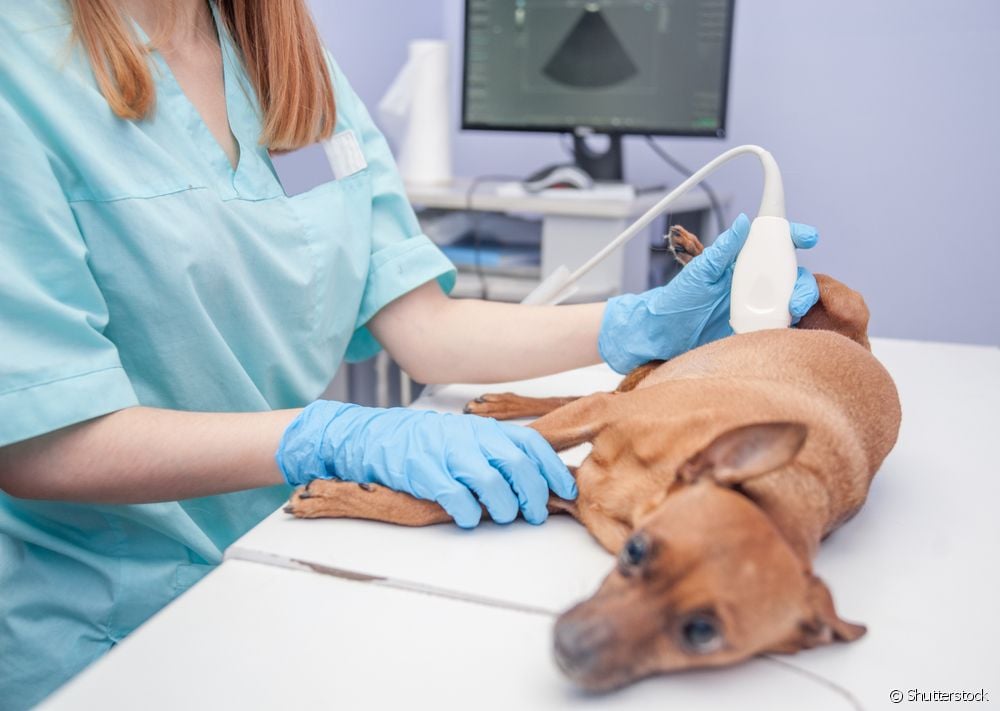  Hundegraviditet: hvor lenge varer det, hvordan vet man om hunden er drektig, fødsel og mye mer