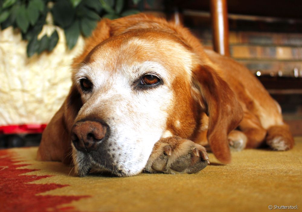  Convulsió en gossos: què és, perills, símptomes i tractament de l'epilèpsia canina