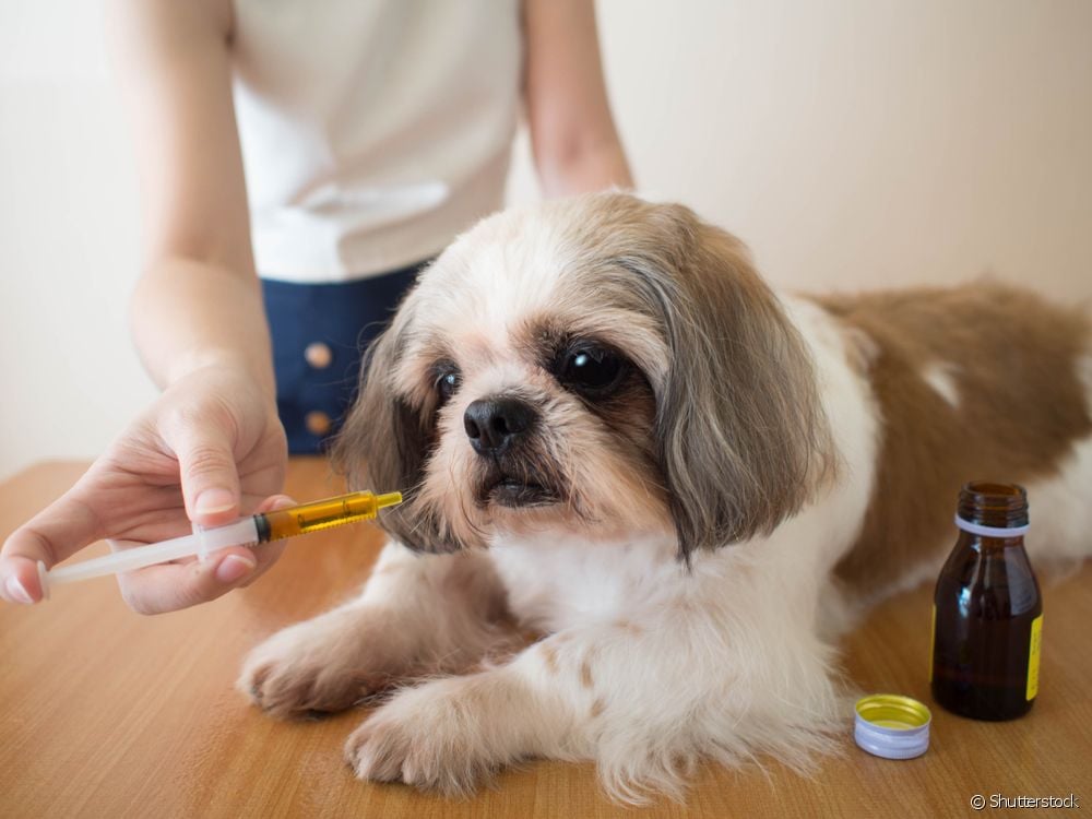  Existuje domáci liek, ktorý zabráni psom jesť výkaly? Tu je návod, ako sa vysporiadať s koprofágiou