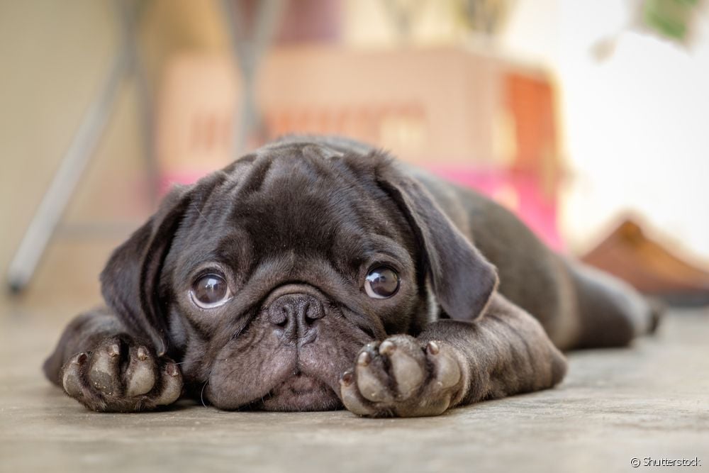  Anjing dengan cirit-birit berdarah: apakah penyakit yang dikaitkan dengan gejala?