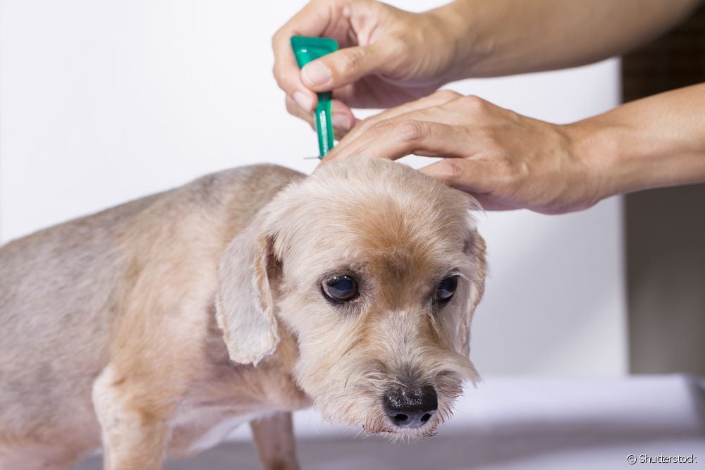  Lijek za šugu kod pasa: koji koristiti i kako se bolest liječi?