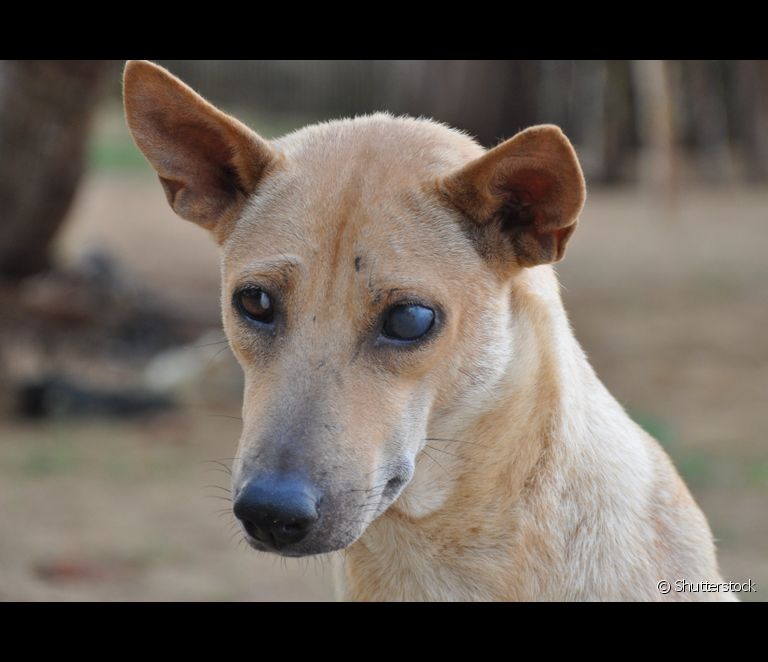  Grauer Star bei Hunden, Uveitis, Bindehautentzündung... erfahren Sie mehr über die häufigsten Augenkrankheiten bei Hunden