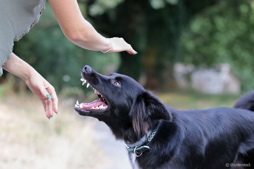  Δάγκωμα σκύλου: τι να κάνετε όταν σας επιτεθεί σκύλος;