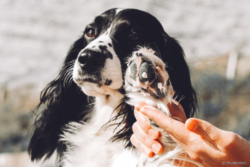  Kortikosteroïede vir honde: hoe dit werk, waarvoor dit is en gevare van voortdurende gebruik