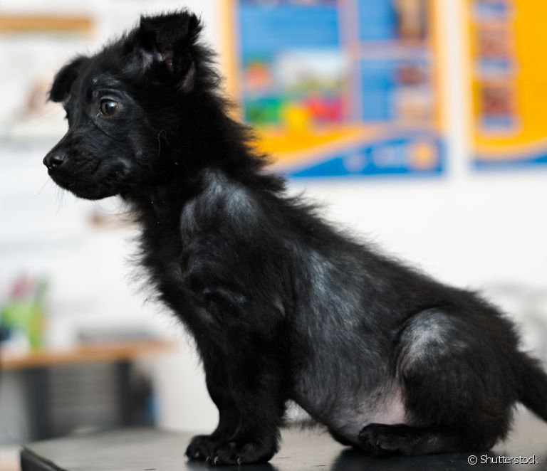  Alopécie canine : voir les 6 causes les plus courantes de la perte de poils chez les chiens