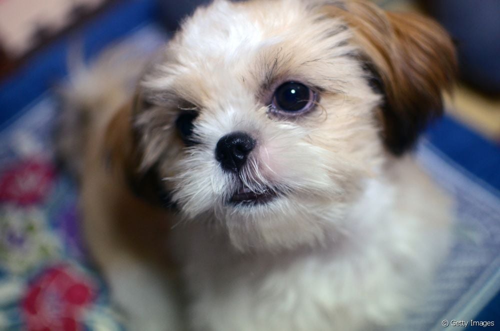  El veterinario lo explica todo sobre las úlceras corneales en perros