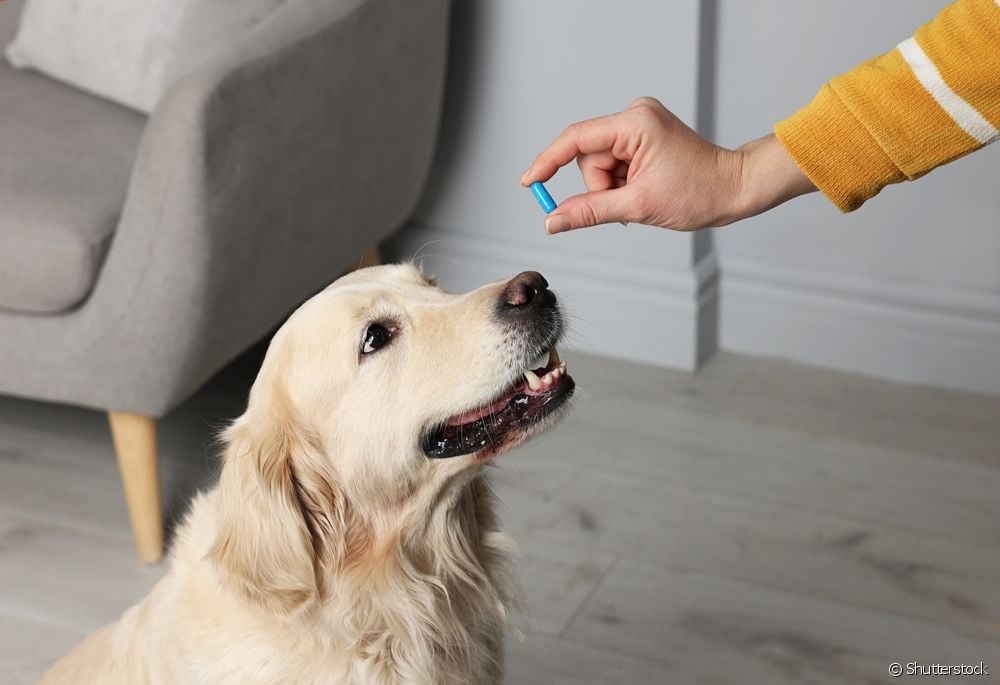  La dipirona per a gossos redueix la febre?
