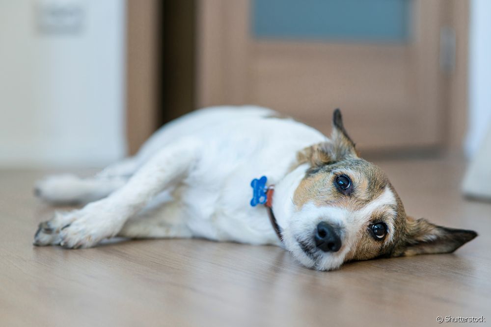  L'ictus en gossos: què és, què fer i com evitar l'ictus en gossos