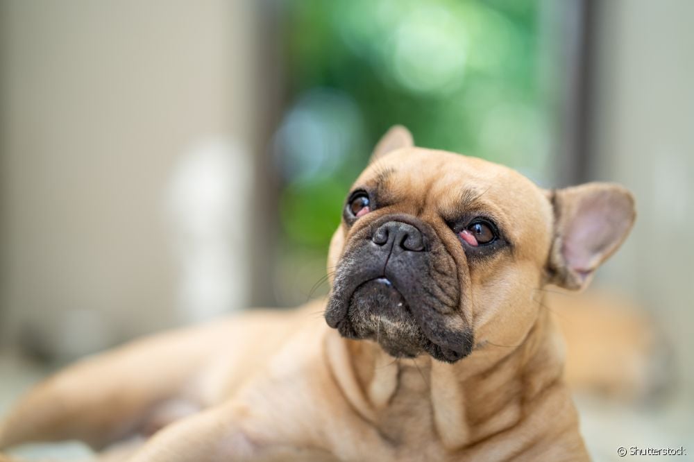 કૂતરાઓમાં ચેરી આંખ: તે શું છે અને સારવાર કેવી રીતે કાર્ય કરે છે?