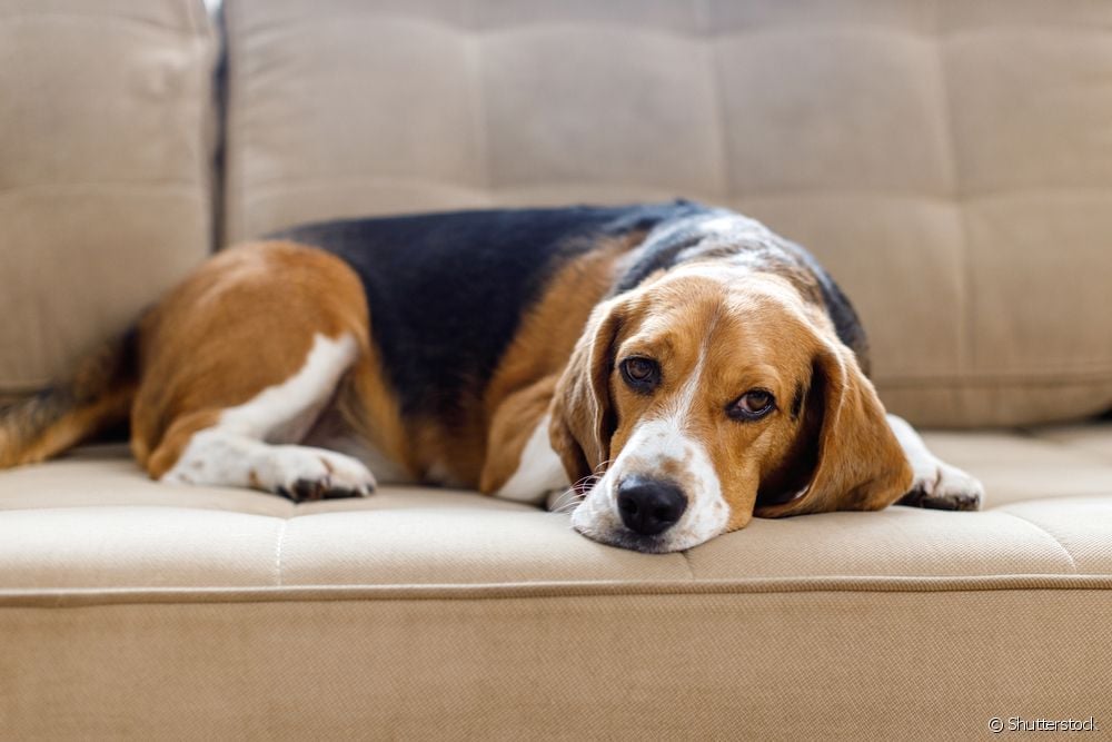 犬の腹が音を立てる：いつ心配すべきでしょうか？