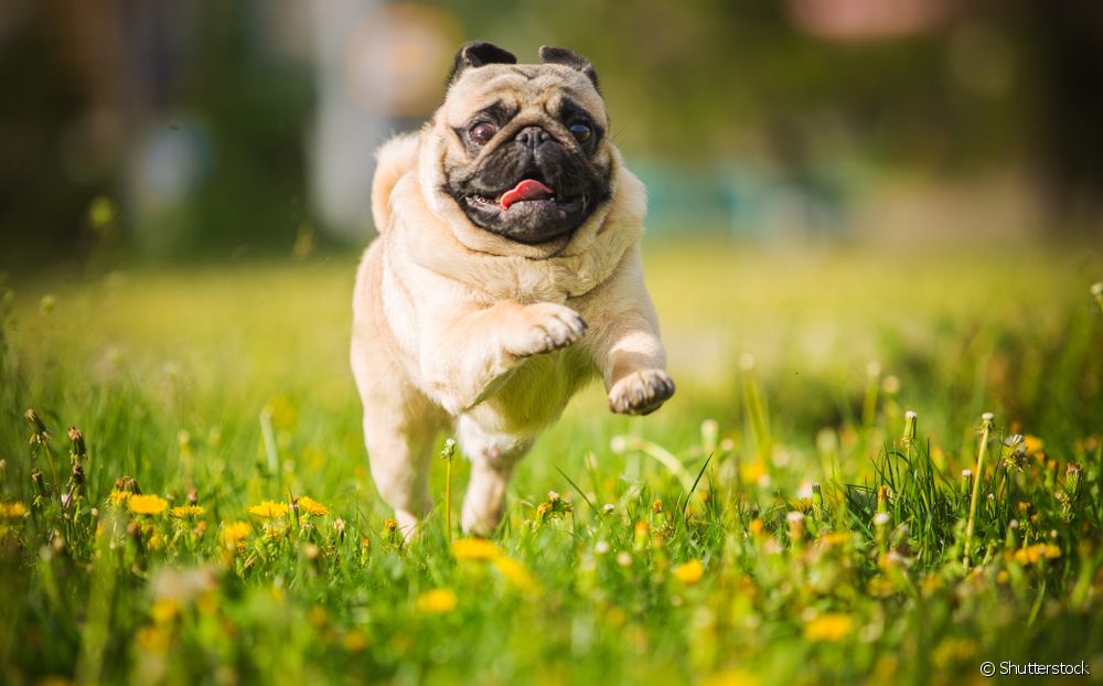  Quines són les races de gossos braquicèfals? Shih Tzu, Bulldogs, Pug i molt més
