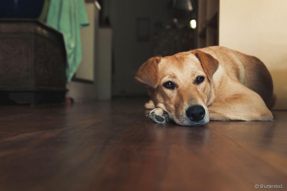  Jus okra untuk anjing dengan distemper dan parvovirus: fakta atau palsu?