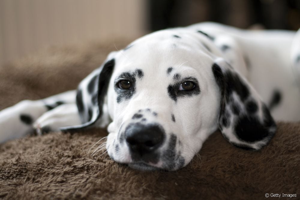  犬の疝痛：迷惑行為の見分け方と最も一般的な原因