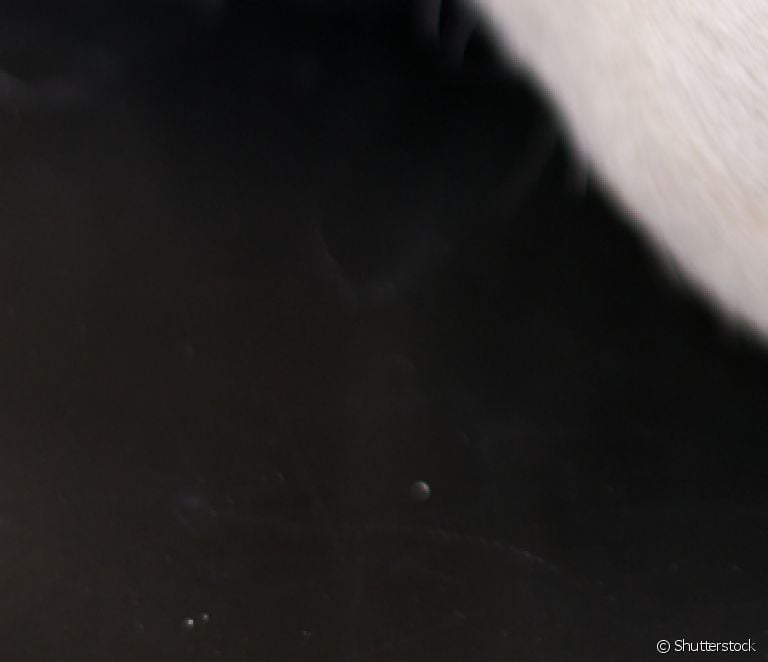  Keni gjetur pika të zeza në lëkurën e qenit? Kur është normale dhe kur është një shenjë paralajmëruese?